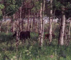 Moose at Oxbow Bend