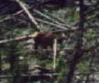 Wildlife at the Firehole River