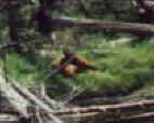 Wildlife at Firehole River